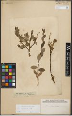 Foto von Salix starkeana Willd.